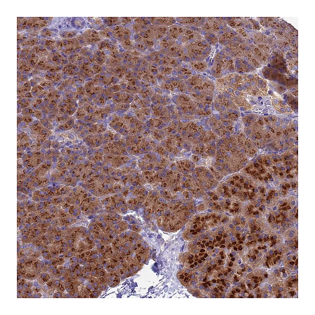 Atlas Antibodies Anti-ANAPC1 Antibody