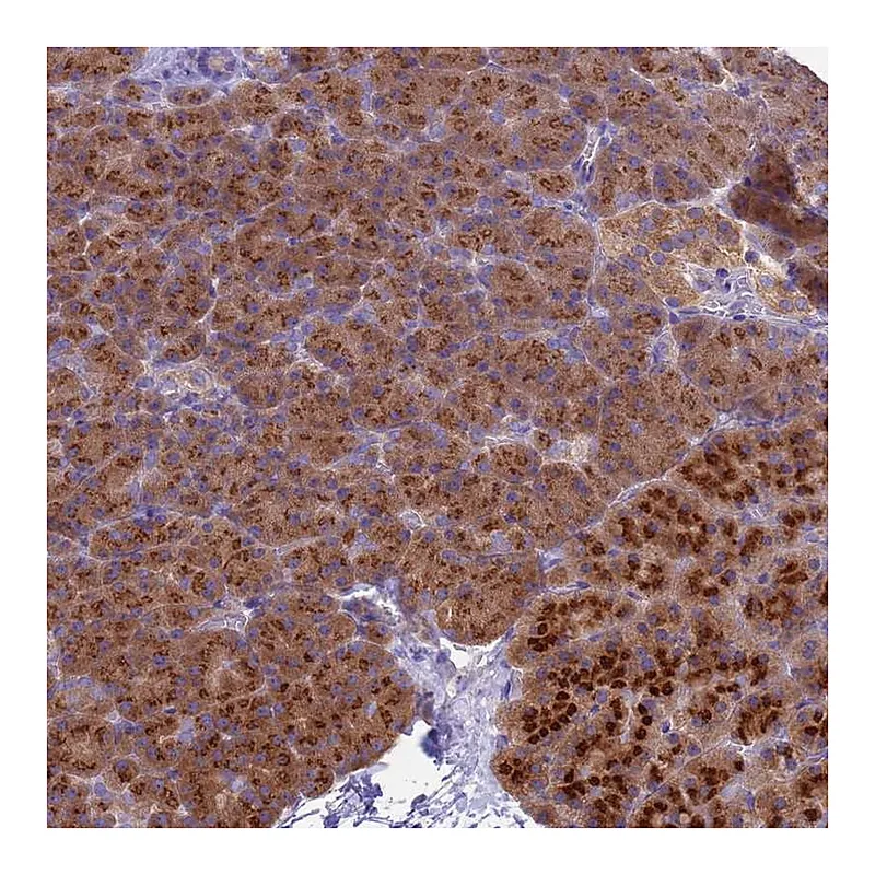 Atlas Antibodies Anti-ANAPC1 Antibody