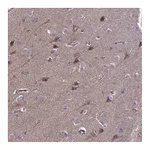 Atlas Antibodies Anti-ANAPC13 Antibody