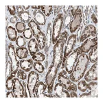 Atlas Antibodies Anti-ANAPC11 Antibody