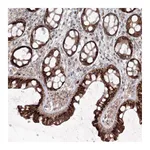 Atlas Antibodies Anti-ANAPC16 Antibody