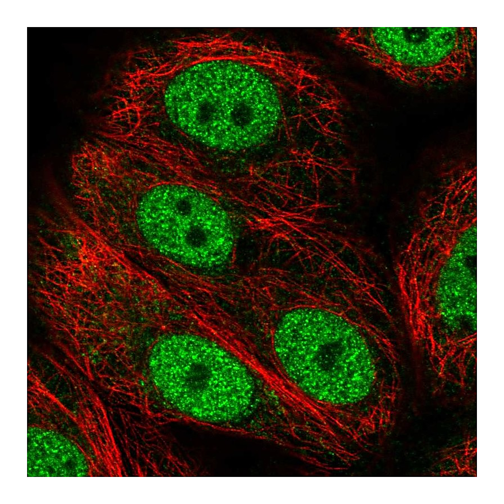 Atlas Antibodies Anti-ANAPC2 Antibody