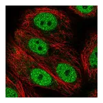 Atlas Antibodies Anti-ANAPC2 Antibody