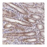 Atlas Antibodies Anti-ANAPC4 Antibody