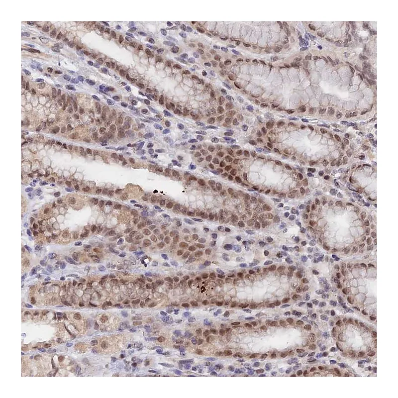 Atlas Antibodies Anti-ANAPC4 Antibody
