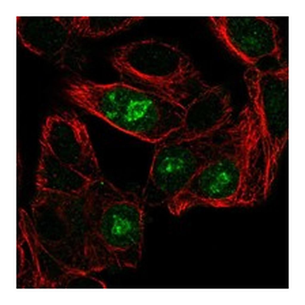 Atlas Antibodies Anti-ANG Antibody