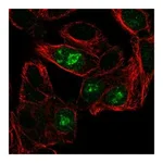 Atlas Antibodies Anti-ANG Antibody