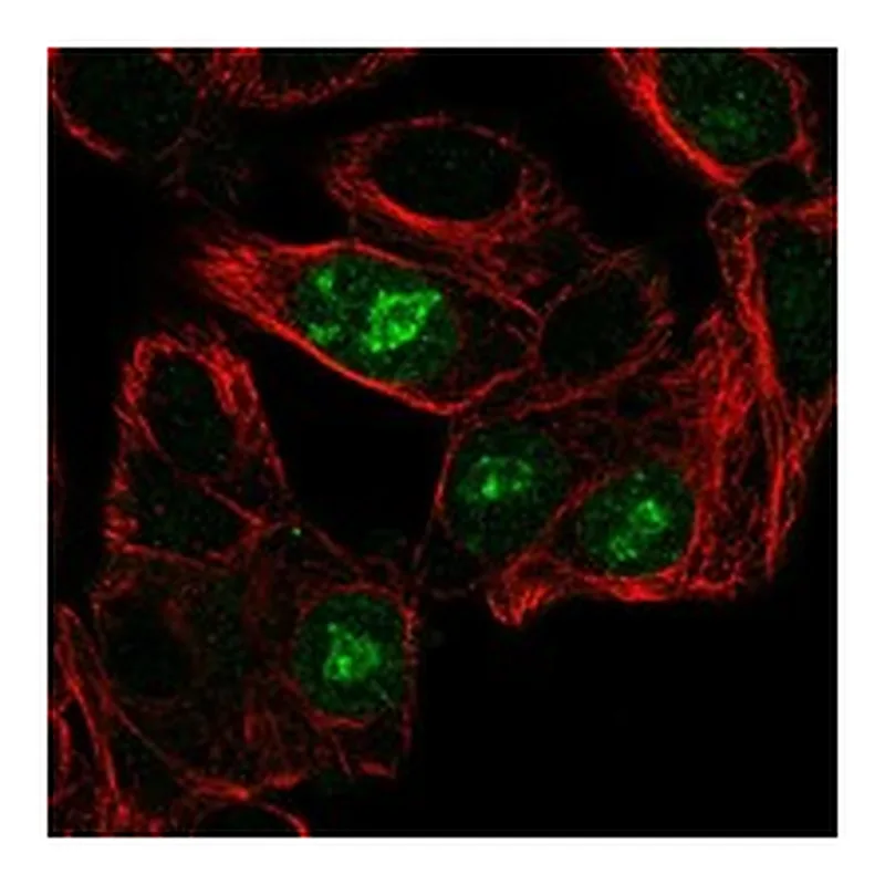 Atlas Antibodies Anti-ANG Antibody