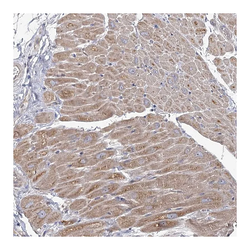 Atlas Antibodies Anti-ANGPTL5 Antibody