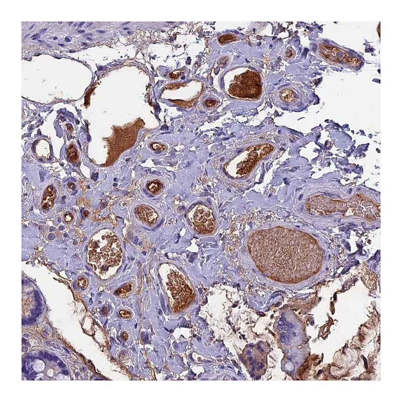 Atlas Antibodies Anti-ANGPTL2 Antibody