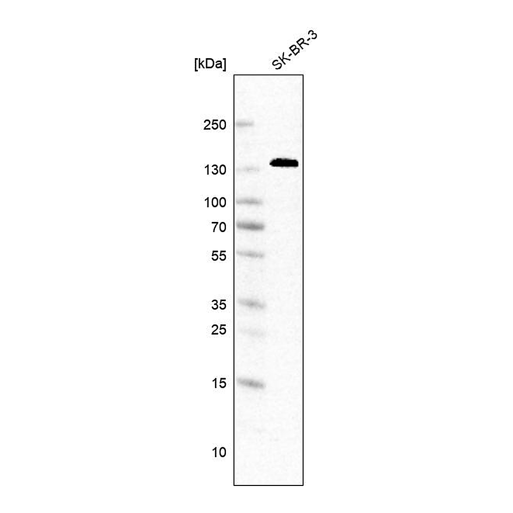 Atlas Antibodies Anti-ANK3 Antibody