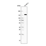 Atlas Antibodies Anti-ANK3 Antibody