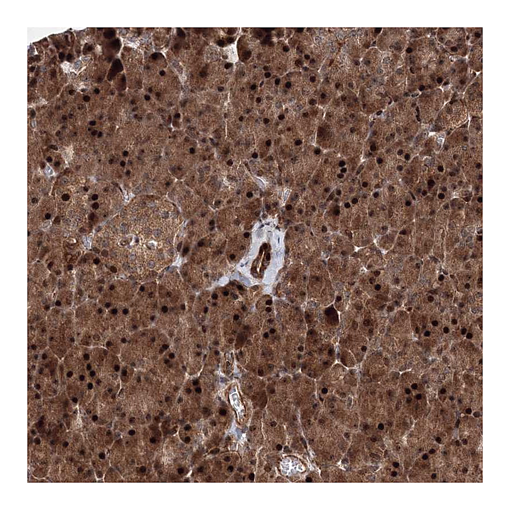 Atlas Antibodies Anti-ANKAR Antibody
