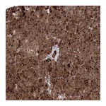Atlas Antibodies Anti-ANKAR Antibody