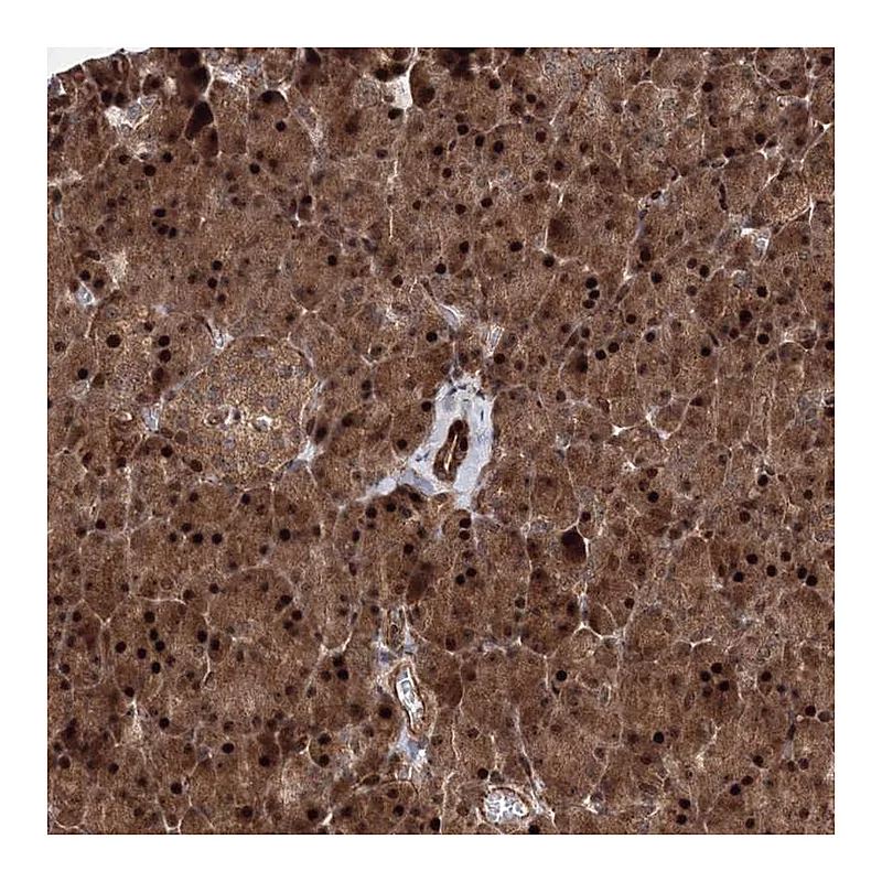 Atlas Antibodies Anti-ANKAR Antibody