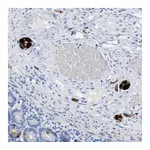 Atlas Antibodies Anti-ANKFN1 Antibody