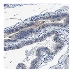 Atlas Antibodies Anti-ANKFN1 Antibody