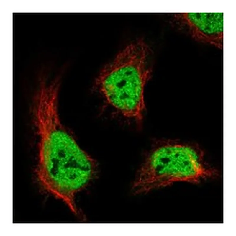 Atlas Antibodies Anti-ANKFN1 Antibody