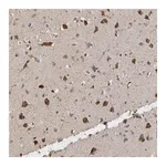 Atlas Antibodies Anti-ANKFY1 Antibody