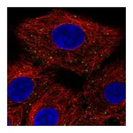 Atlas Antibodies Anti-ANKFY1 Antibody