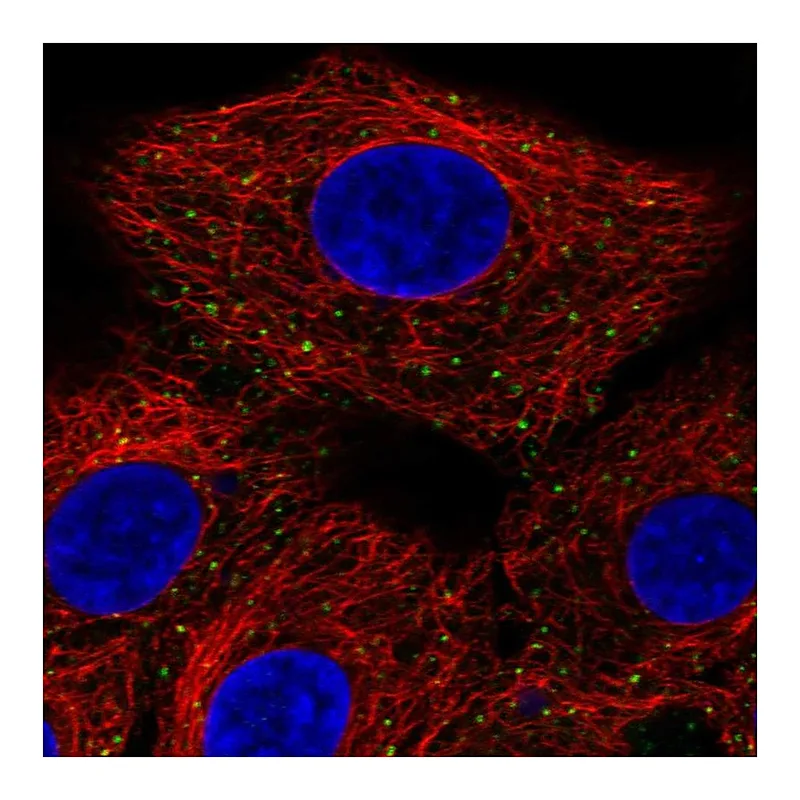 Atlas Antibodies Anti-ANKFY1 Antibody