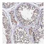 Atlas Antibodies Anti-ANKEF1 Antibody