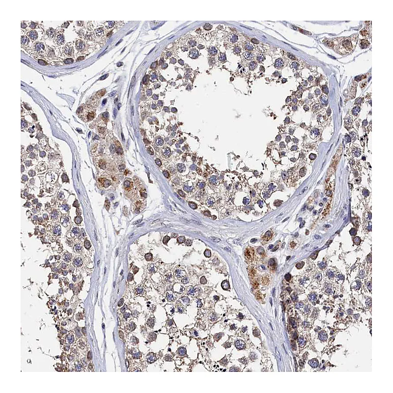 Atlas Antibodies Anti-ANKEF1 Antibody