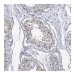 Atlas Antibodies Anti-ANKMY1 Antibody