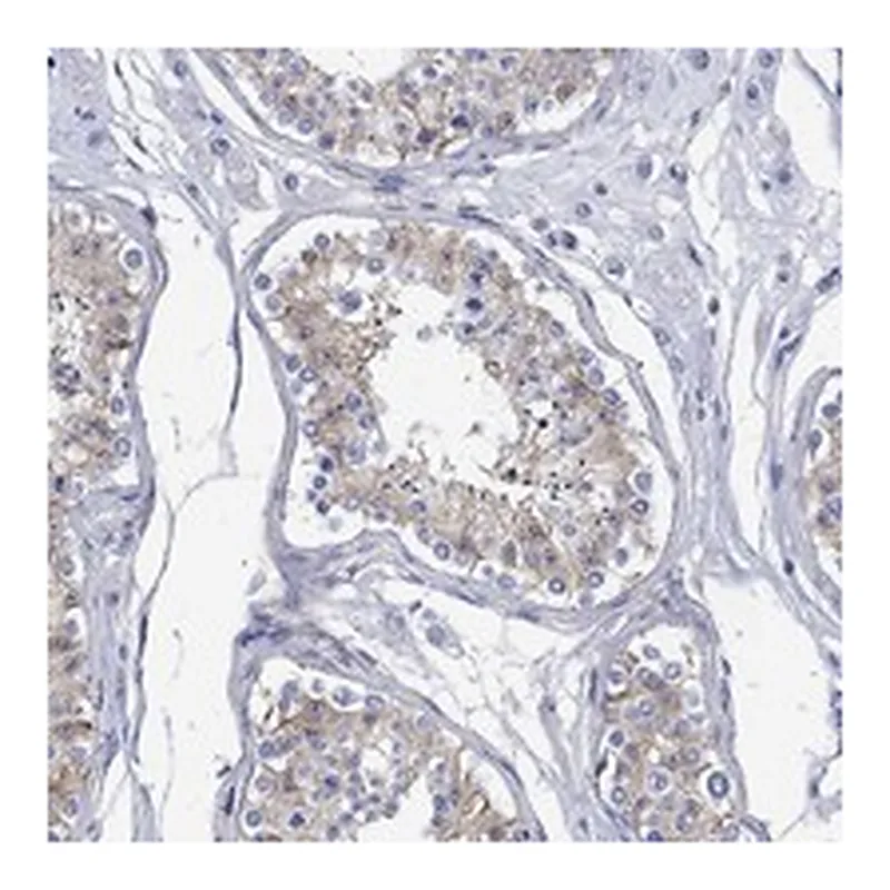 Atlas Antibodies Anti-ANKMY1 Antibody