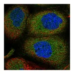 Atlas Antibodies Anti-ANKMY2 Antibody
