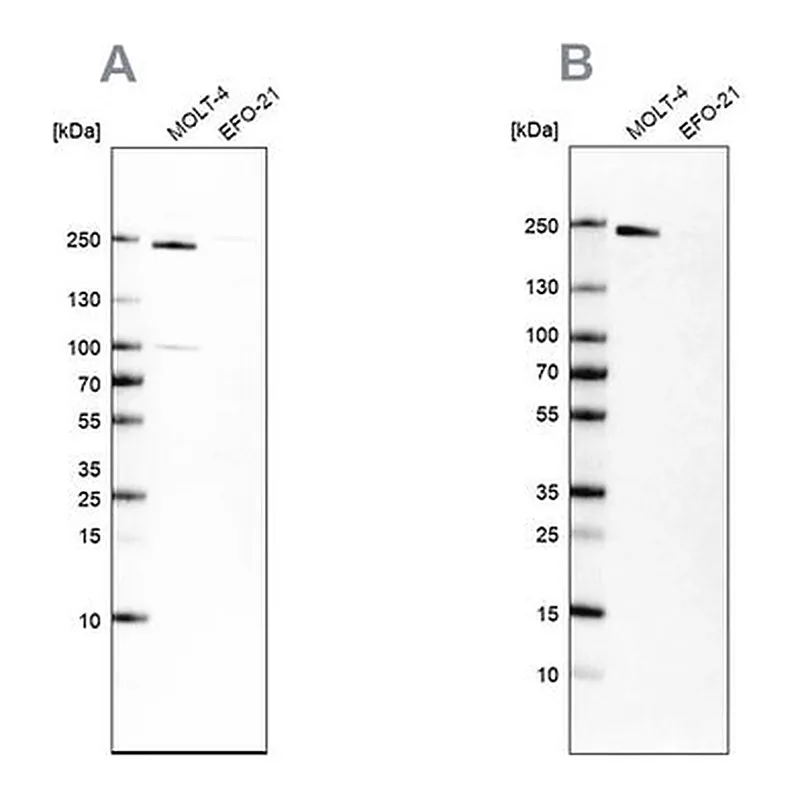 Merck Anti-PBRM1 antibody produced in rabbit