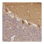 Atlas Antibodies Anti-ANKRD18A Antibody