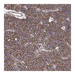 Atlas Antibodies Anti-ANKRD37 Antibody