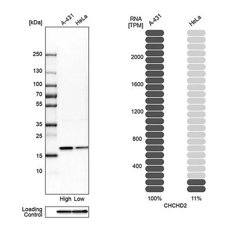 Merck Anti-CHCHD2 antibody produced in rabbit