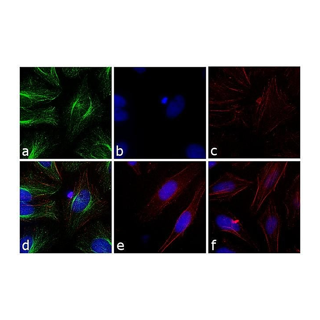 Thermo Fisher Scientific F(ab`)2-Goat anti-Rabbit IgG (H+L) Secondary Antibody, FITC