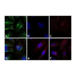 Thermo Fisher Scientific F(ab`)2-Goat anti-Rabbit IgG (H+L) Secondary Antibody, FITC