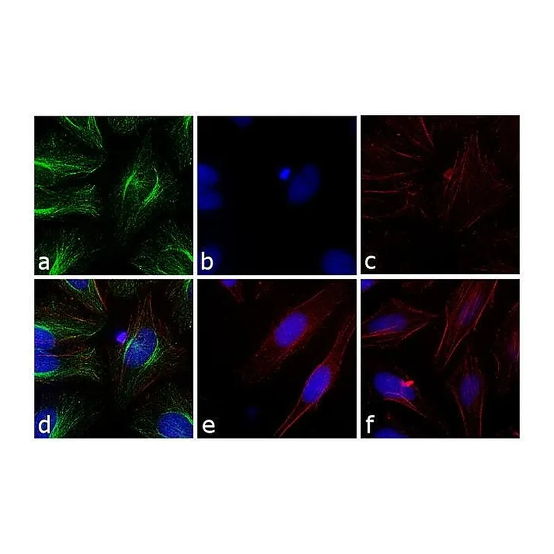 Thermo Fisher Scientific F(ab`)2-Goat anti-Rabbit IgG (H+L) Secondary Antibody, FITC