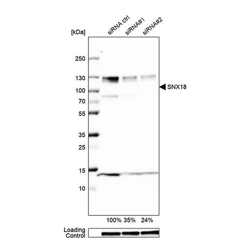 Merck Anti-SNX18 antibody produced in rabbit