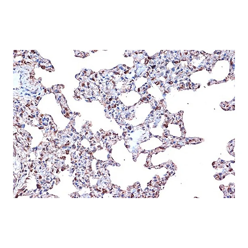 Merck Anti-PDCD4 antibody produced in rabbit