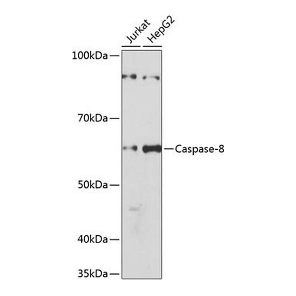 Merck Anti- Caspase-8 antibody produced in rabbit