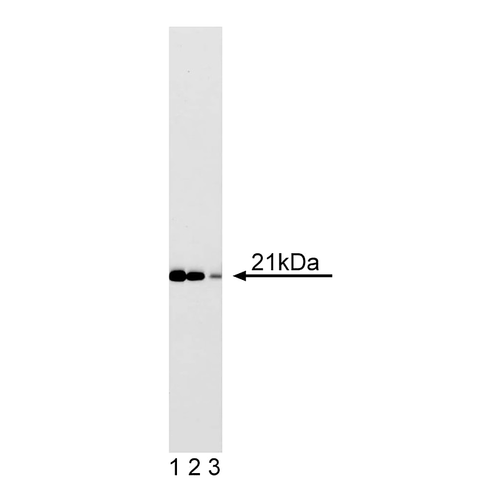 BD Purified Mouse Anti-Human Cip1