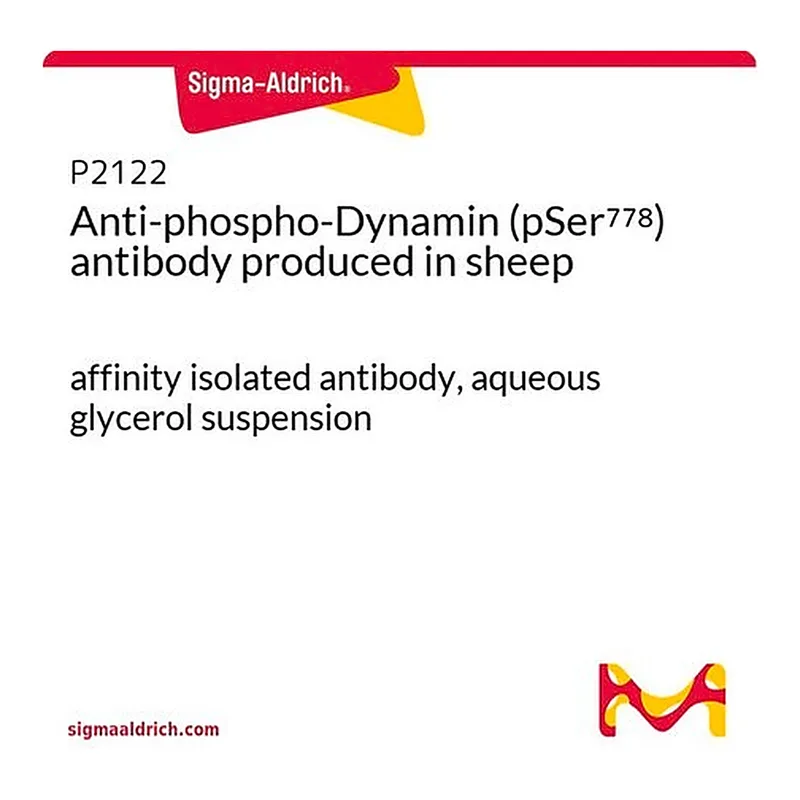 Merck Anti-phospho-Dynamin (pSer778) antibody produced in sheep