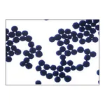 Merck PK30 SUPEL SPHERE CARBON/NH2 6ML SPE &