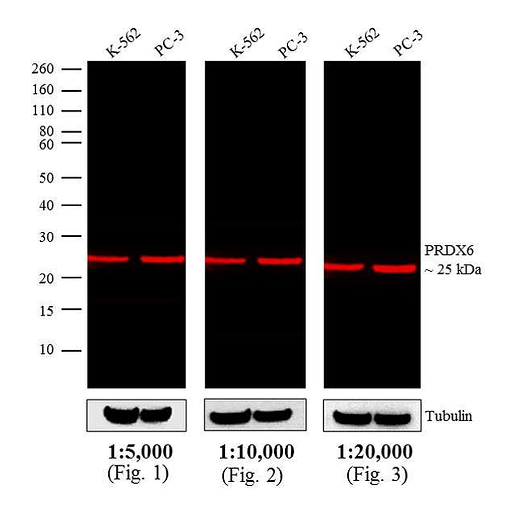 Thermo Fisher Scientific Donkey anti-Rabbit IgG (H+L) Cross-Adsorbed Secondary Antibody, DyLight 680