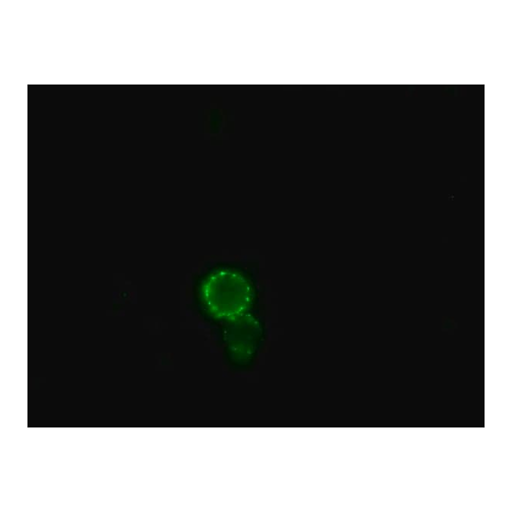 Merck Anti-Horse IgG (whole molecule)-FITC antibody produced in rabbit