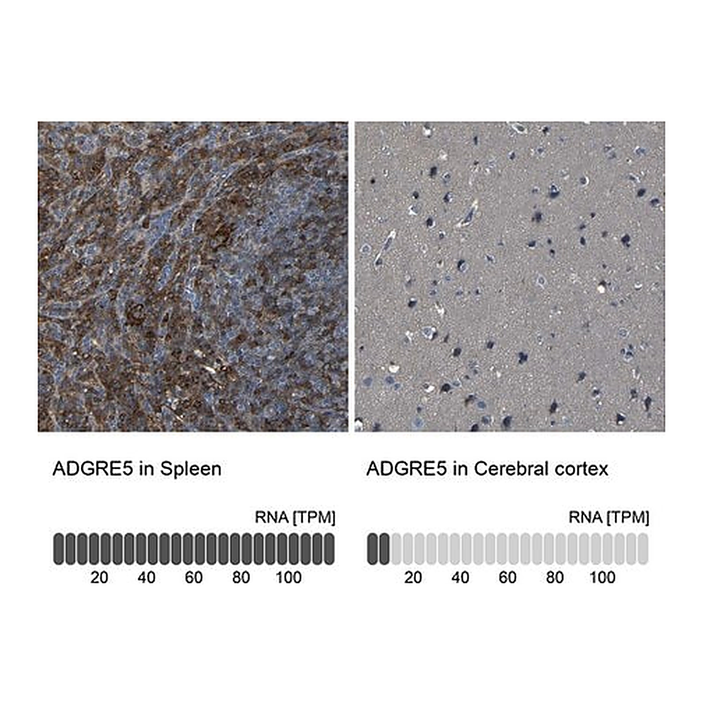 Merck Anti-ADGRE5 antibody produced in rabbit