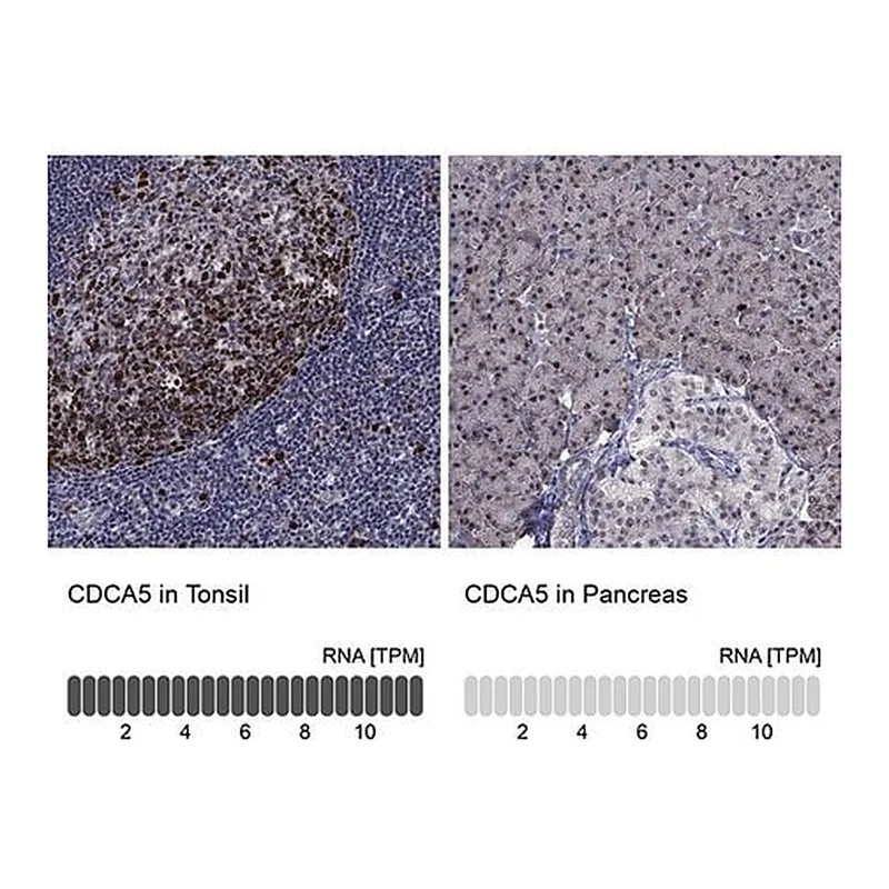 Merck Anti-CDCA5 antibody produced in rabbit