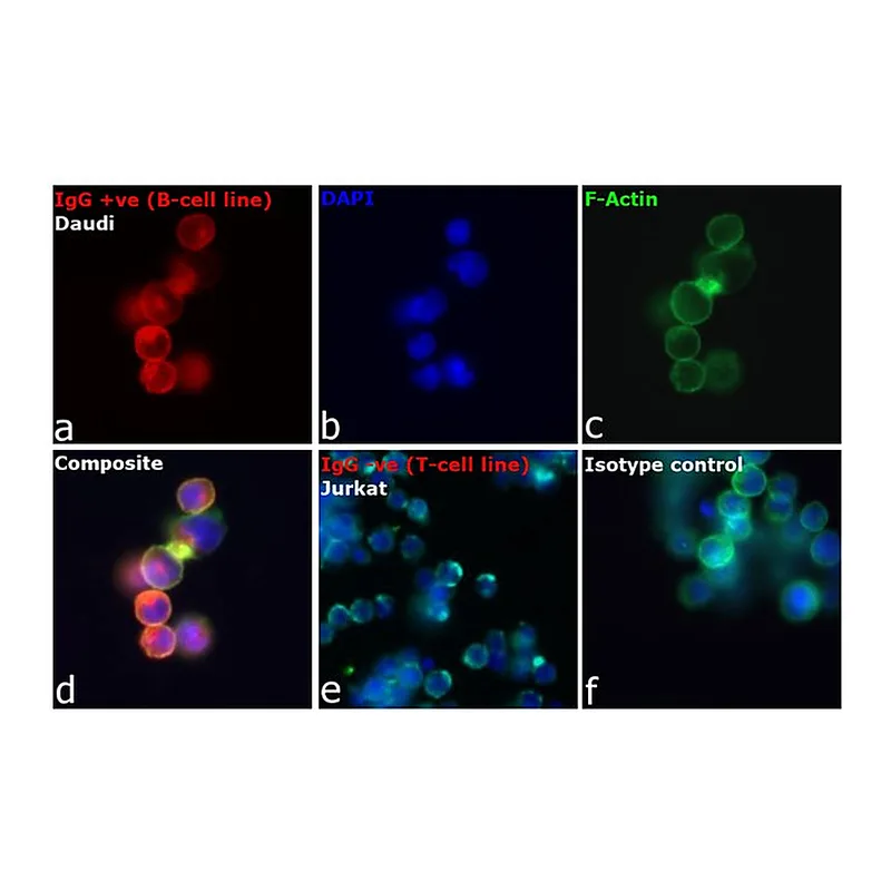 Thermo Fisher Scientific F(ab`)2-Goat anti-Human IgG, IgM, IgA (H+L) Secondary Antibody, TRITC