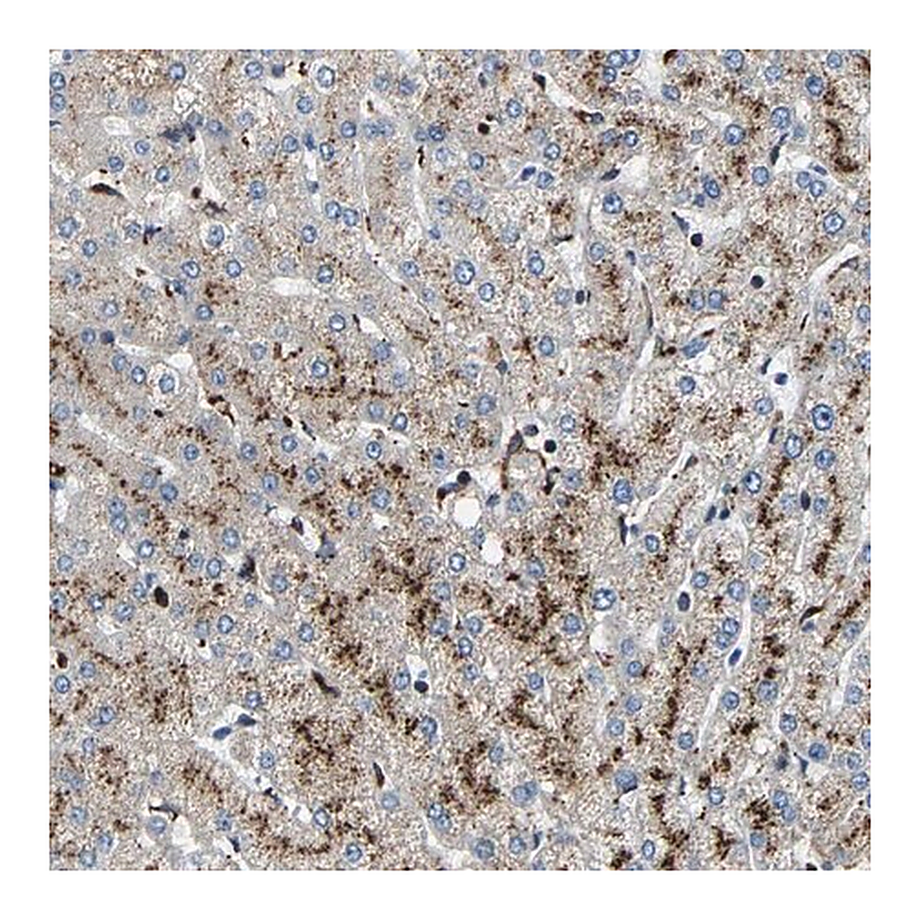 Merck Anti-DPP7 antibody produced in rabbit