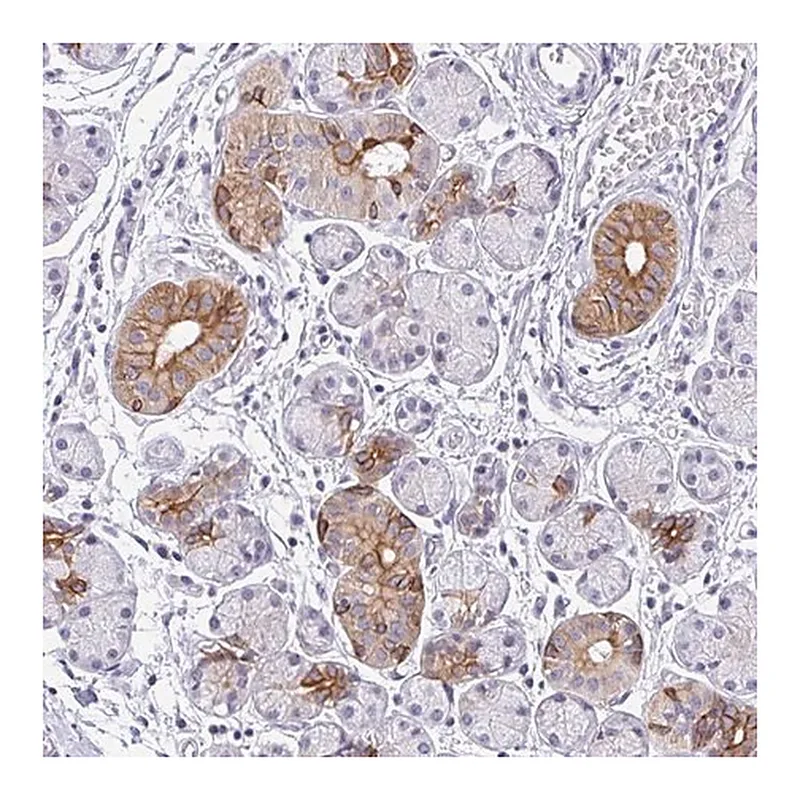 Merck Anti-RGS16 antibody produced in rabbit